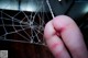 A person holding a red pen in front of a spider web.